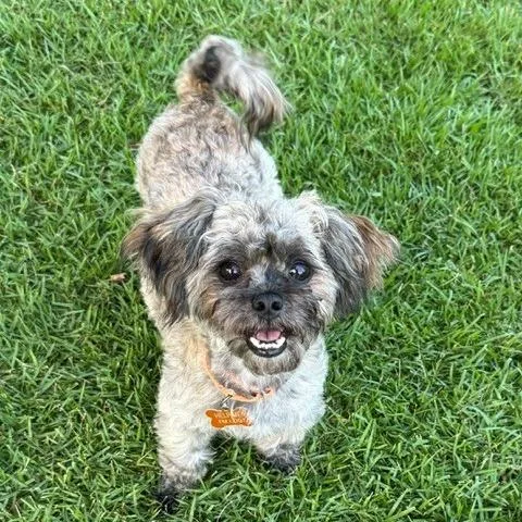 Loki