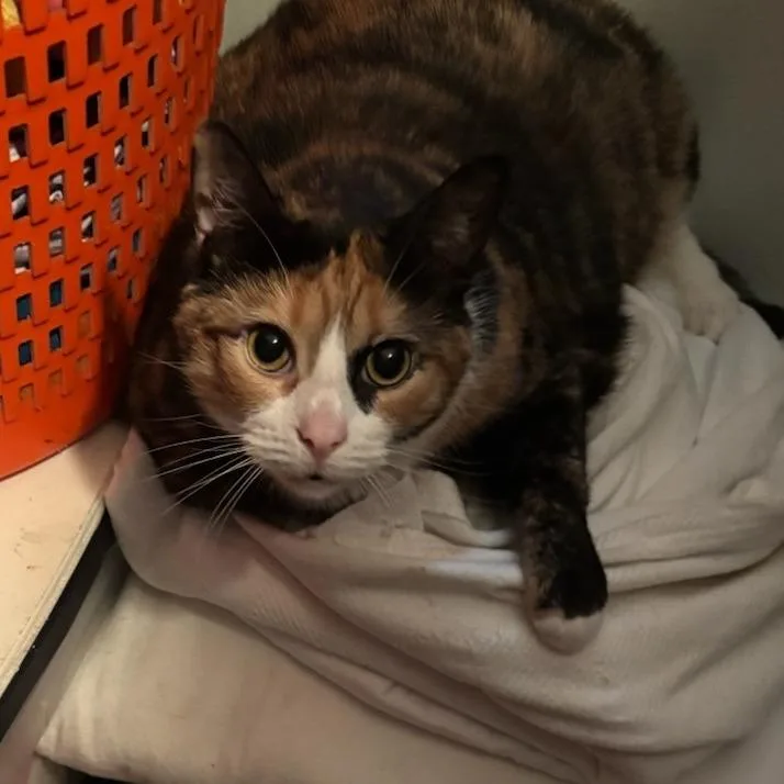 An adult large-sized female Calico Domestic Short Hair cat named Pumpkin for adoption in Newark, NJ