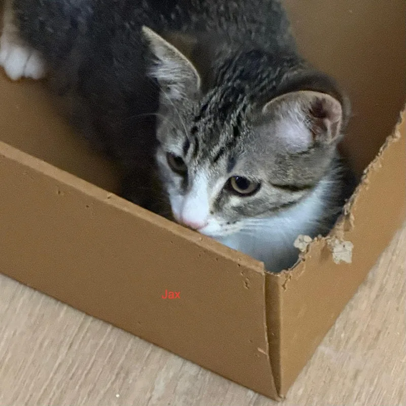 A baby small-sized male Domestic Short Hair cat named Jax for adoption in Antioch, CA