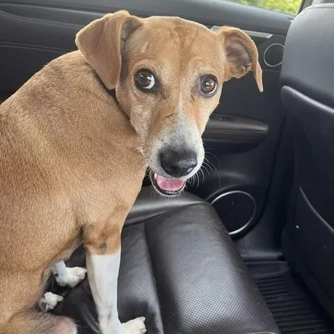 An adult medium-sized female Beagle dog named Mimi for adoption in Aurora, IL