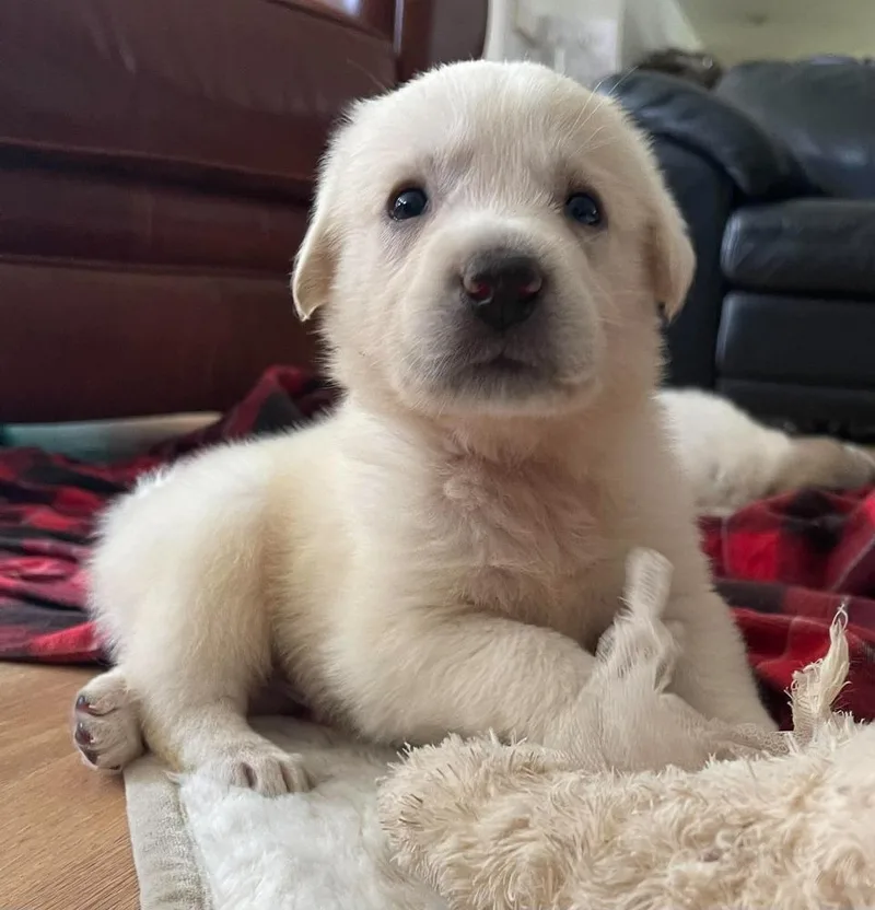 A baby small-sized female White / Cream Great Pyrenees dog named Addison Pups: Gracie for adoption in Dallas, TX
