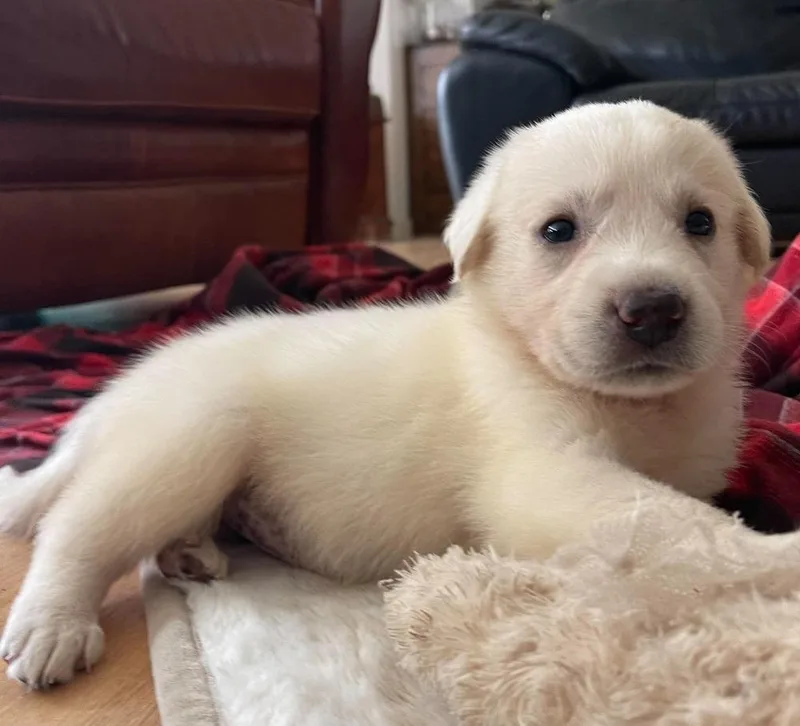 Addison Pups: Gracie thumbnail 2