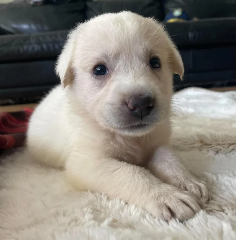 Addison Pups: Gracie thumbnail 3