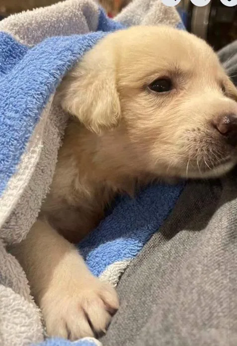Addison Pups: Gracie thumbnail 4