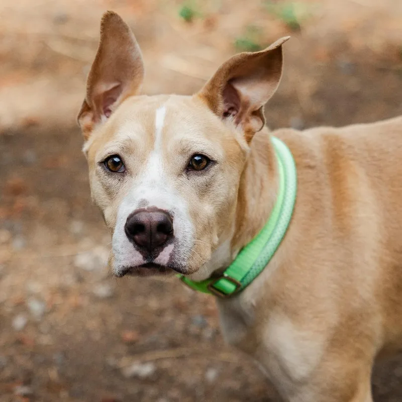 An adult medium-sized male White / Cream Pit Bull Terrier dog named Kyler for adoption in Incline Village, NV