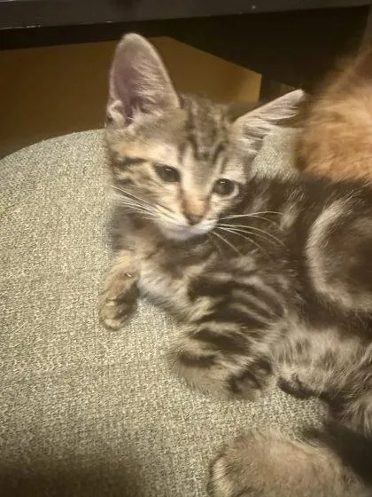 A baby small-sized female Domestic Short Hair cat named Pineapple for adoption in Hobart, IN