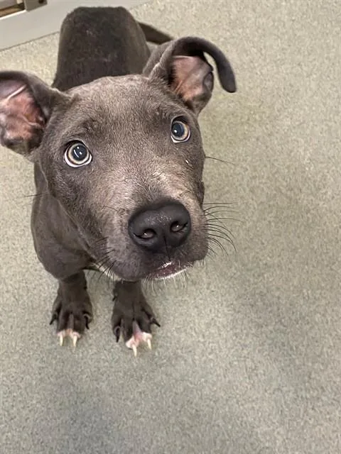 Tater