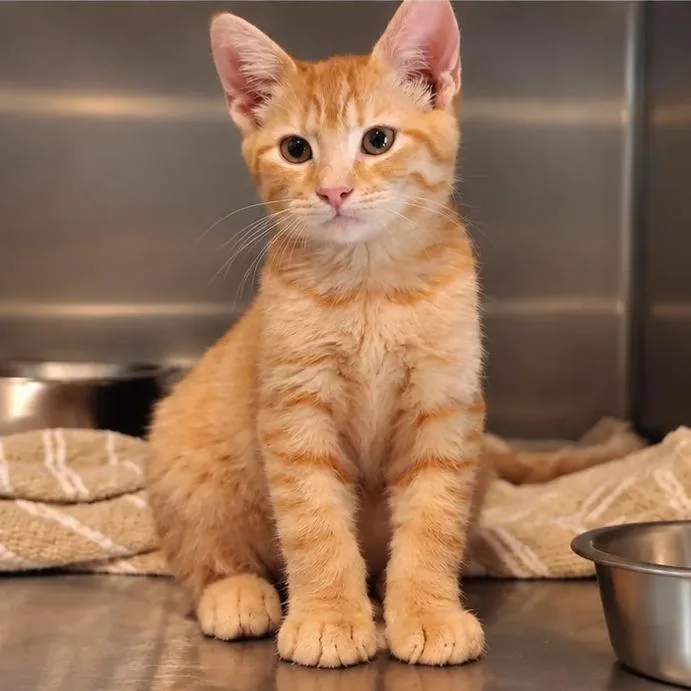 A baby small-sized male Orange / Red Domestic Short Hair cat named Uber for adoption in Austin, TX
