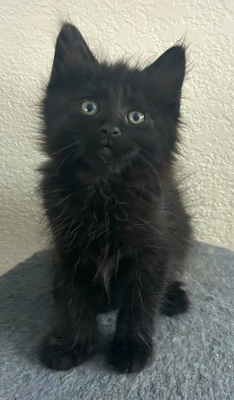 A baby medium-sized female Black Domestic Long Hair cat named Poppy for adoption in Campbell, CA