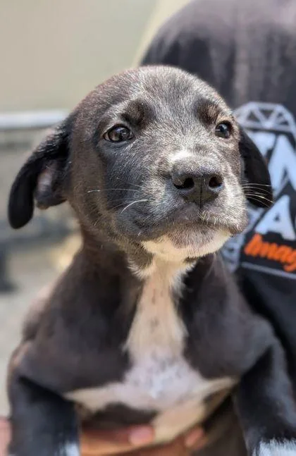An adult small-sized male Labrador Retriever dog named Bacon for adoption in Mansfield, TX