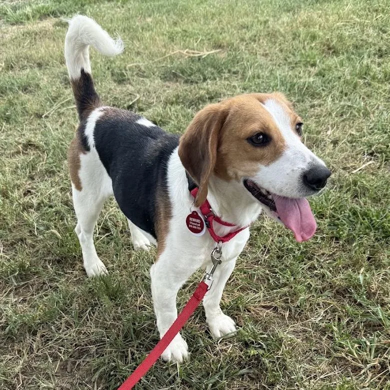 An adult small-sized female White / Cream Beagle dog named Connie for adoption in Nowata, OK