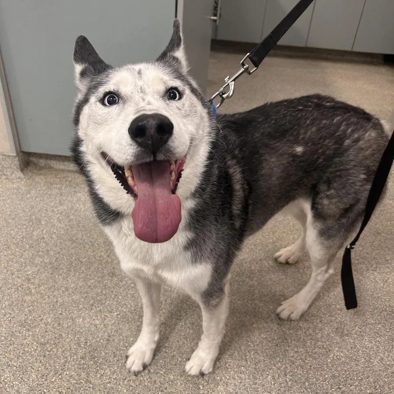 A senior large-sized male Mixed Breed dog named Storm for adoption in Jacksonville, FL
