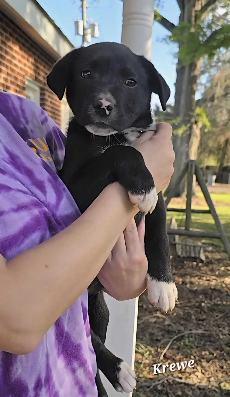 A baby large-sized male Shepherd dog named Krewe Beautiful Boy! for adoption in Oakhurst, NJ