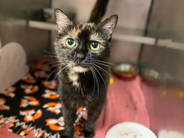 A young medium-sized female Domestic Short Hair cat named Linda for adoption in Fort Wayne, IN