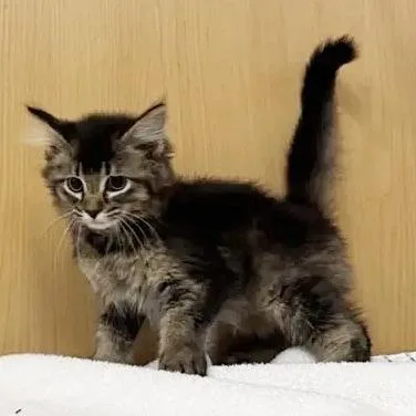 A baby small-sized female Brown / Chocolate Domestic Short Hair cat named Lorraine for adoption in Saint Louis, MO