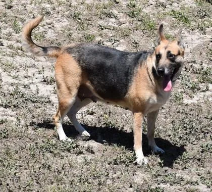 An adult large-sized female Bicolor German Shepherd Dog dog named Peanut for adoption in Inverness, FL
