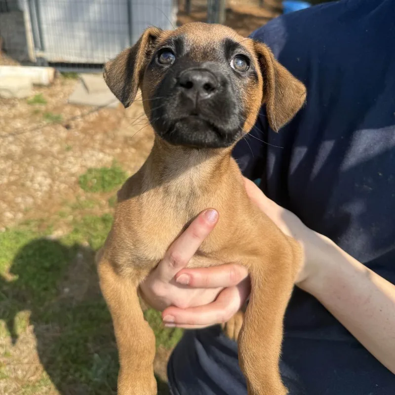 Ct Octavia thumbnail 2