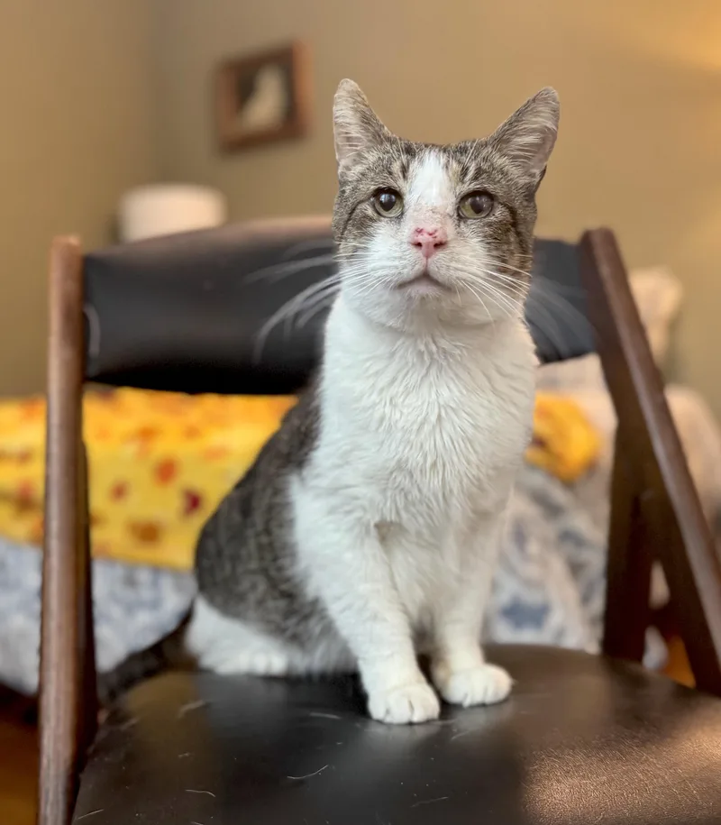 An adult large-sized male Tabby (Tiger Striped) Domestic Short Hair cat named Rusty for adoption in Savannah, GA