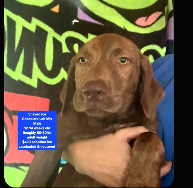 A baby large-sized male Chocolate Labrador Retriever dog named Shaved Ice for adoption in Oviedo, FL