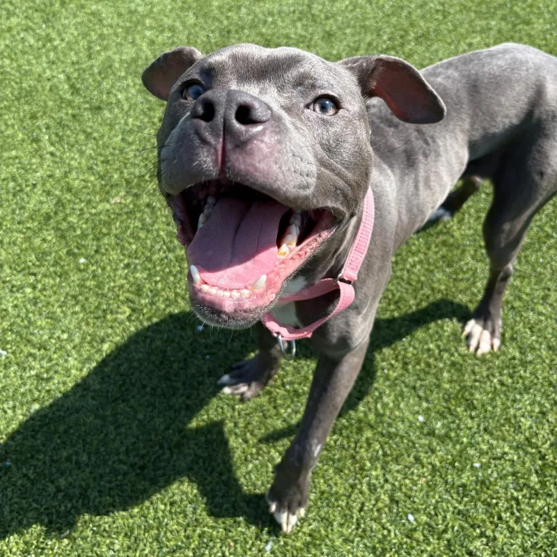 An adult medium-sized male Gray / Blue / Silver Mixed Breed dog named Sprout for adoption in Pittsburgh, PA