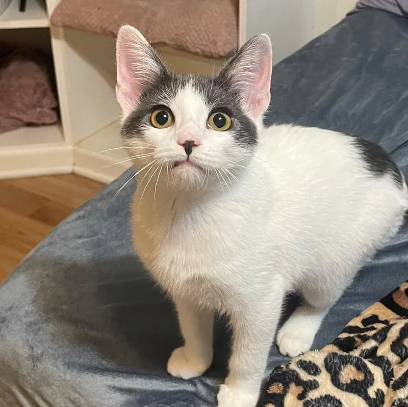 A young small-sized female Domestic Short Hair cat named Robin for adoption in Picayune, MS