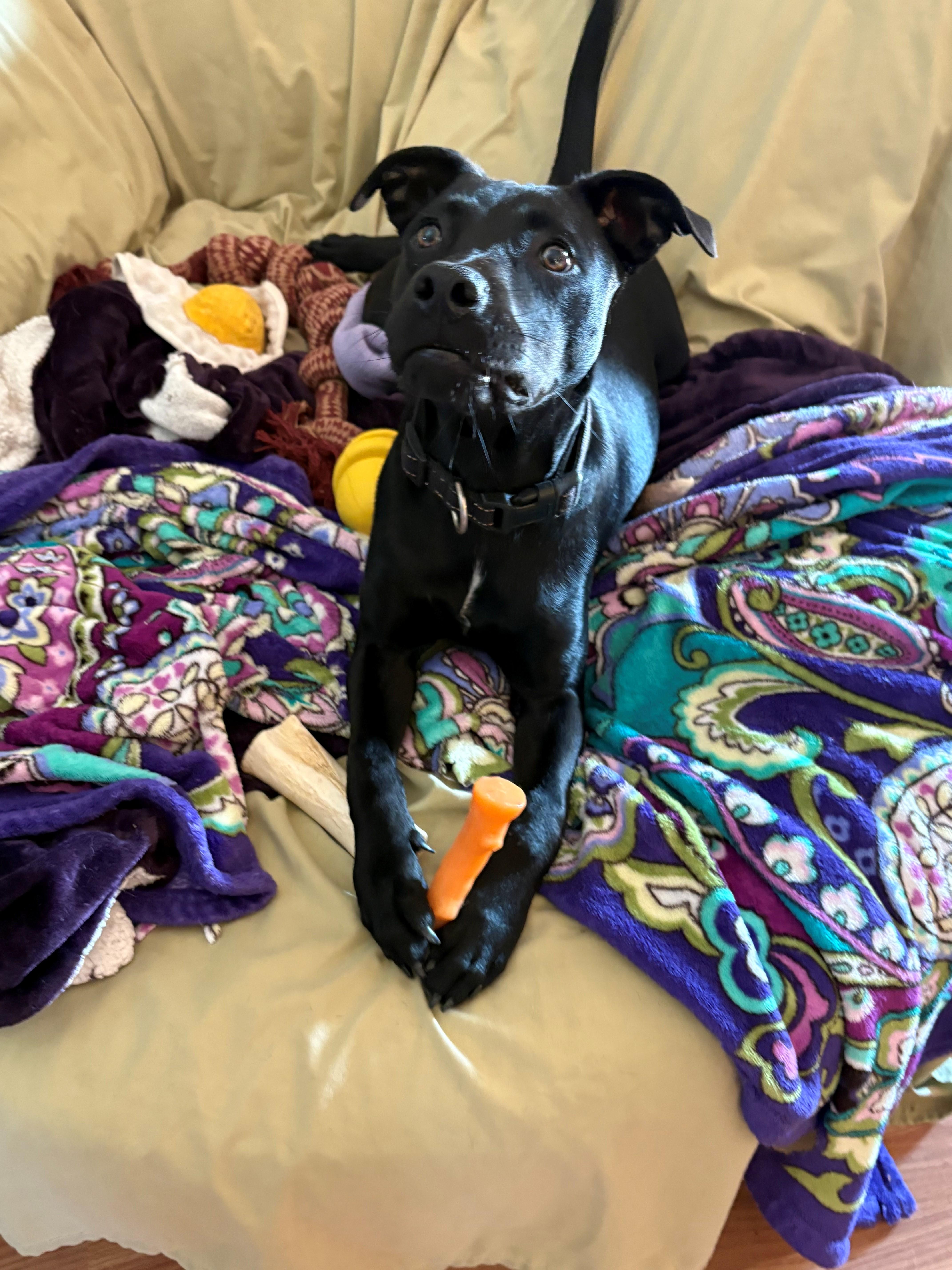 A baby medium-sized male Black Labrador Retriever dog named Duke Dynasty for adoption in Andover, MA
