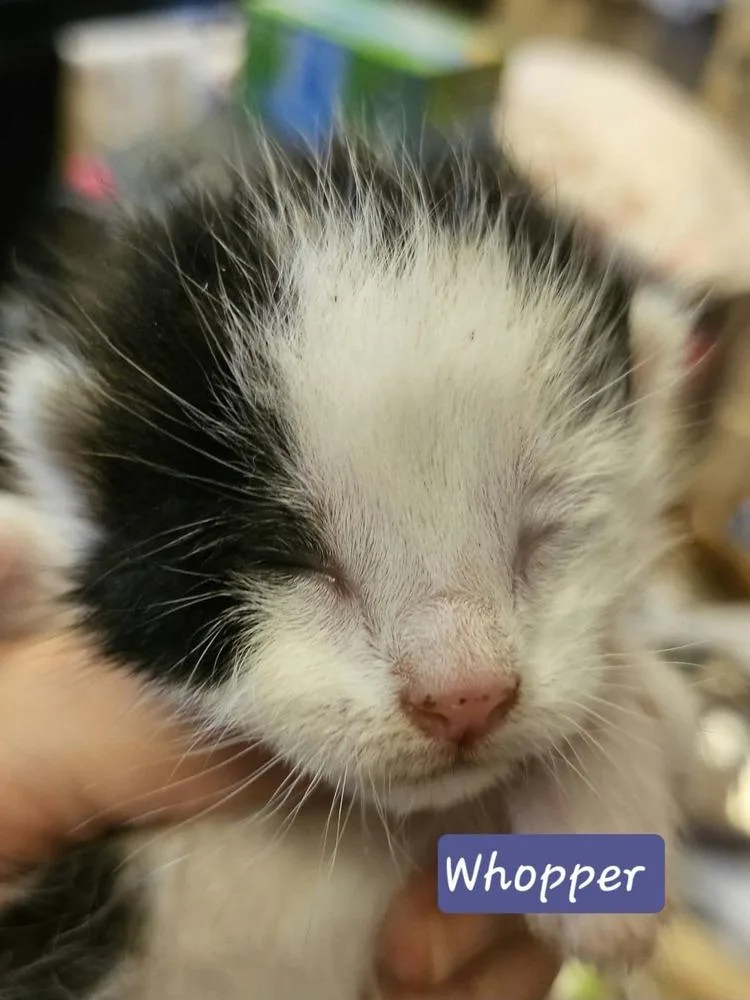 A baby small-sized male Black & White / Tuxedo Domestic Short Hair cat named Whopper for adoption in Poplar Grove, IL