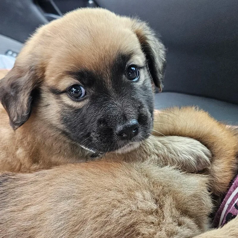 Finn