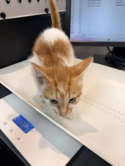 A baby small-sized male Domestic Short Hair cat named Katmai for adoption in Memphis, TN