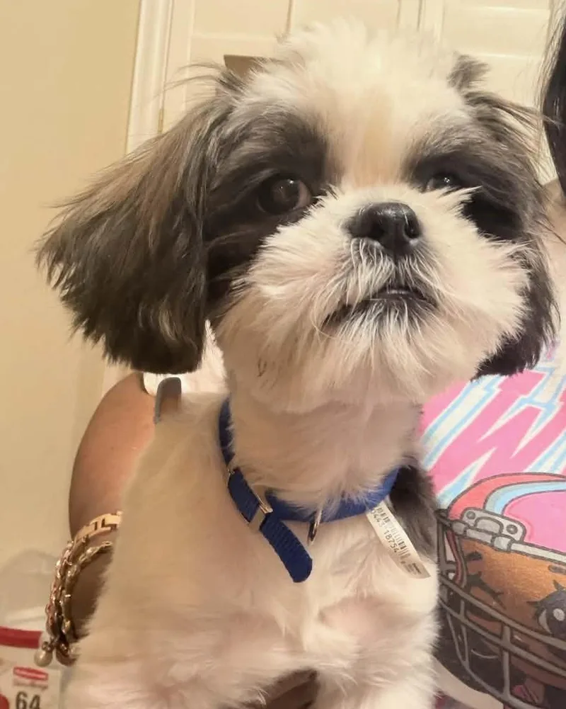 A baby small-sized male Shih Tzu dog named Biscuit for adoption in Las Vegas, NV