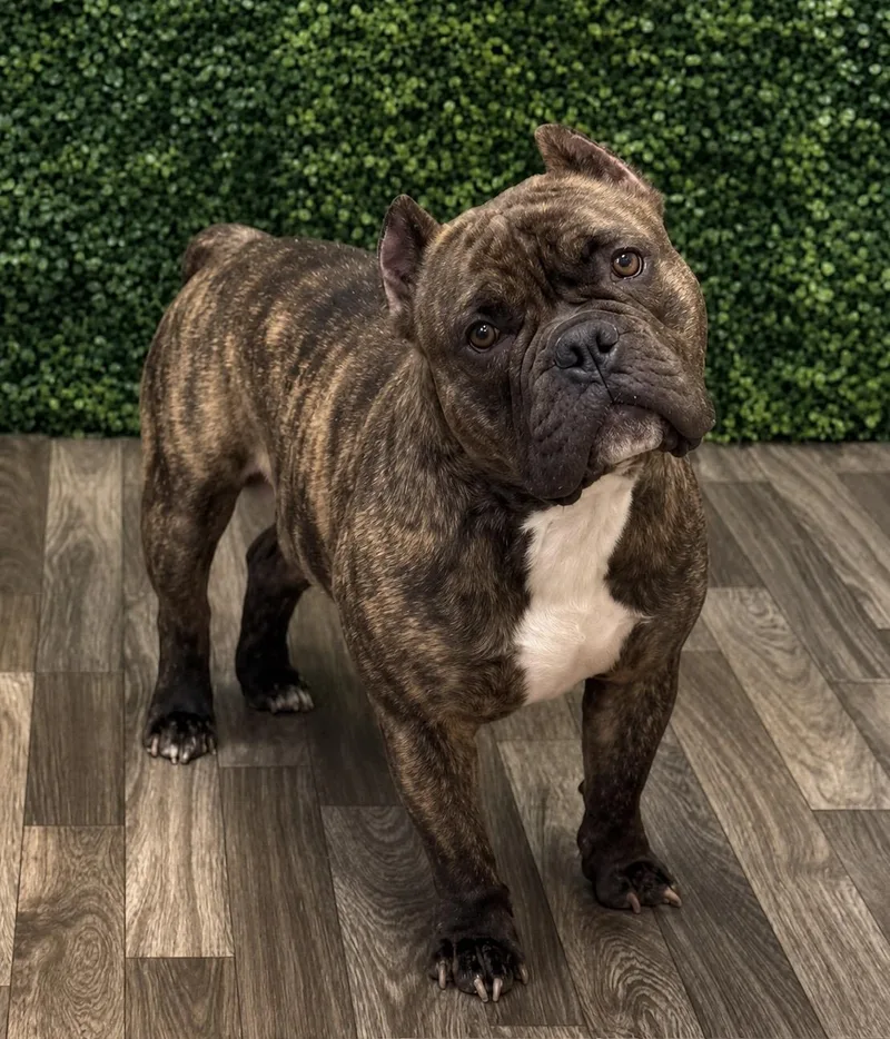 An adult medium-sized male English Bulldog dog named Hipster for adoption in MYRTLE BEACH, SC