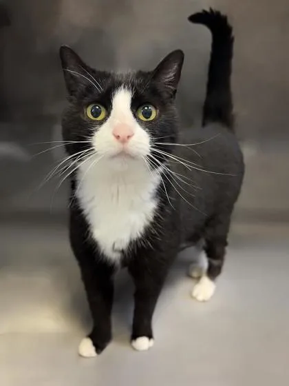 A young small-sized female Domestic Short Hair cat named Whimsy for adoption in Cumming, GA