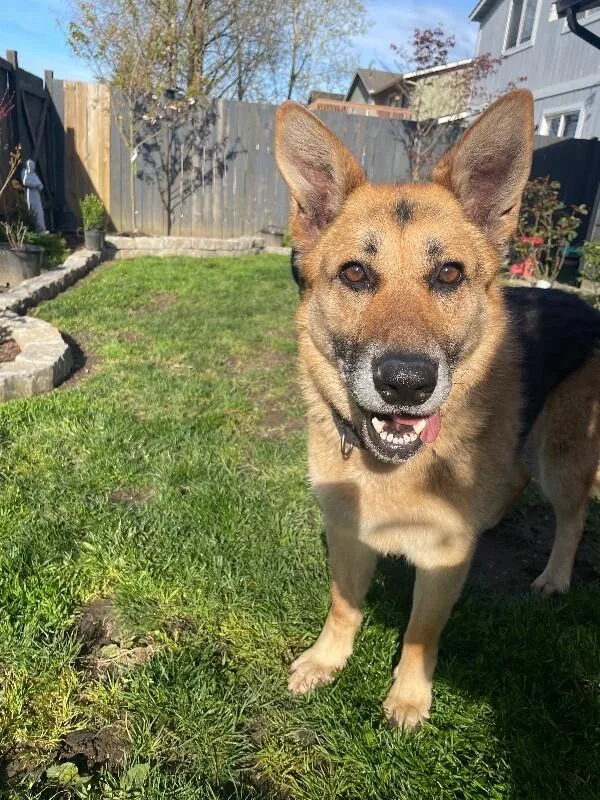 An adult large-sized female German Shepherd Dog dog named Brigette for adoption in Seattle, WA