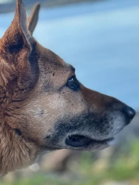 Brigette thumbnail 4