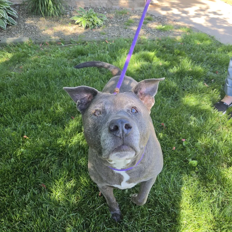 A senior medium-sized female Gray / Blue / Silver Pit Bull Terrier dog named Pearl for adoption in Medina, OH