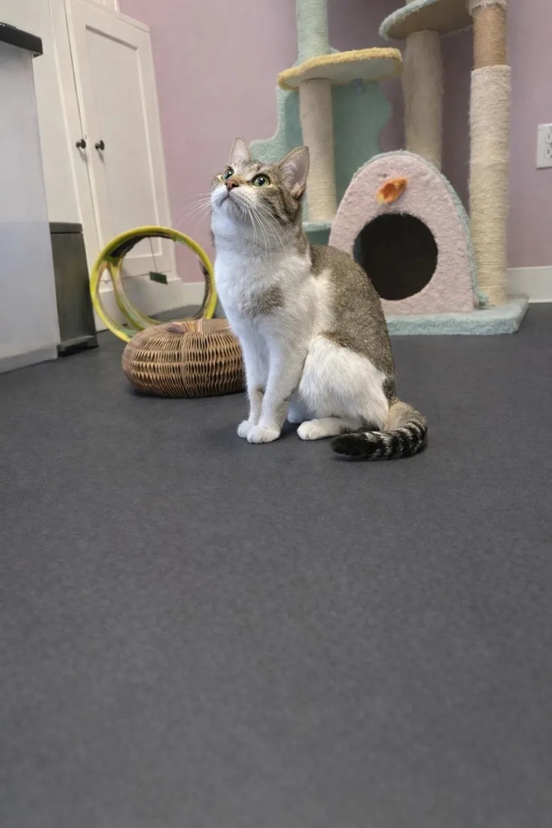 Laserjet thumbnail 4