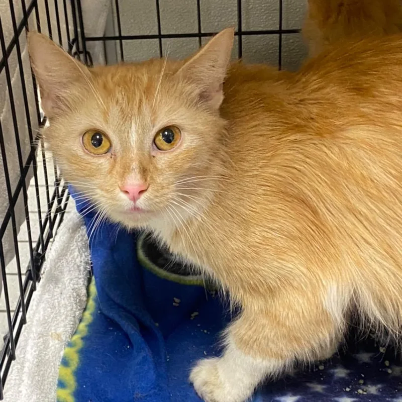 A young medium-sized female Domestic Medium Hair cat named Mrs. Chen for adoption in Fall River, MA