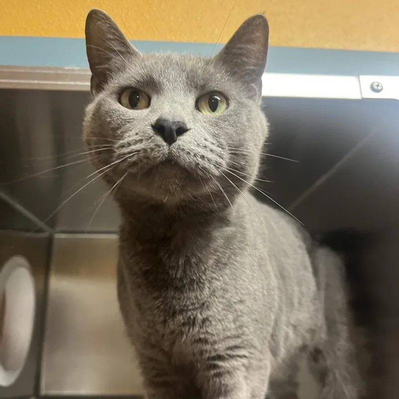 An adult large-sized female Gray / Blue / Silver American Shorthair cat named Alice for adoption in Providence, RI