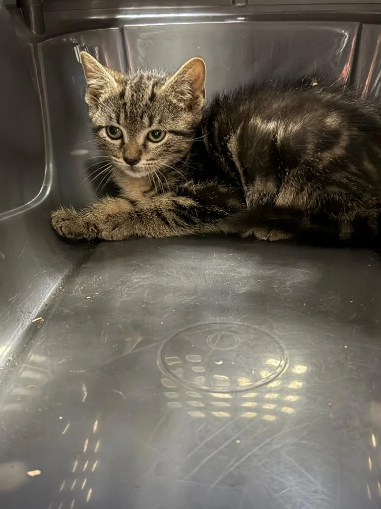 A baby medium-sized male Domestic Short Hair cat named Beelzy for adoption in Pomona, NY