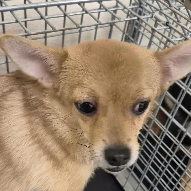 A young small-sized female Brown / Chocolate Mixed Breed dog named Gordita for adoption in Lake Panasoffkee, FL