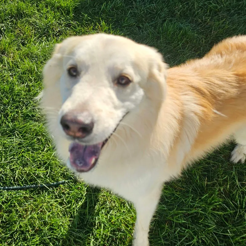 A young large-sized male Yellow Labrador Retriever dog named Joe for adoption in Minooka, IL