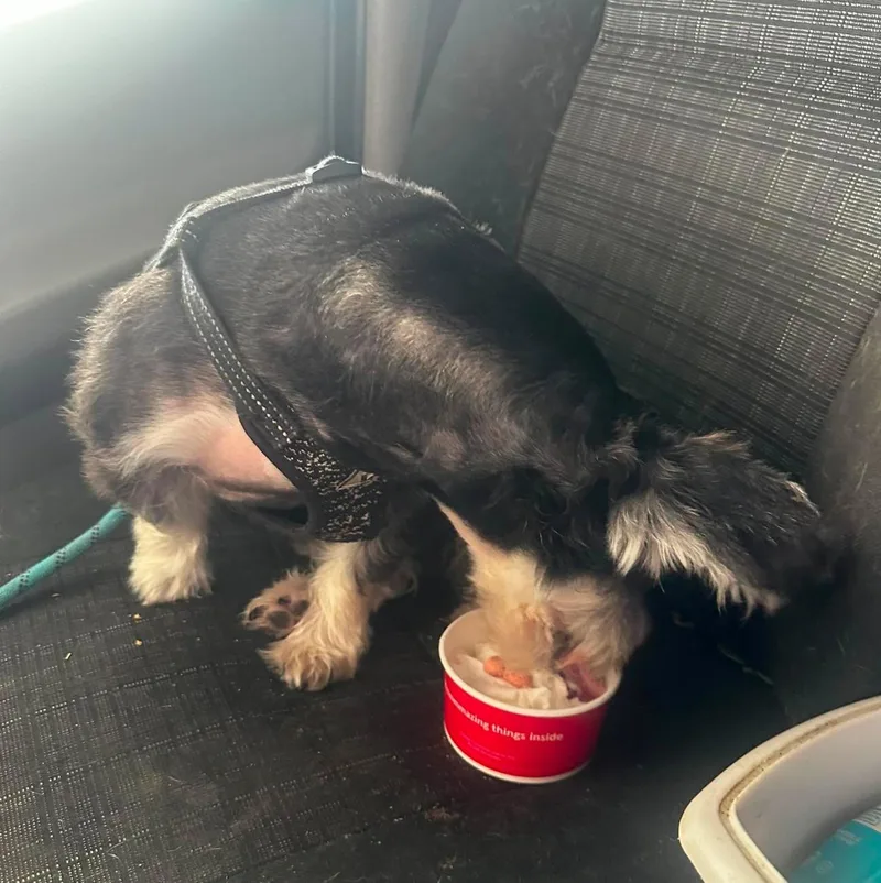 A senior medium-sized male Miniature Schnauzer dog named Teeko for adoption in Rochester, NY