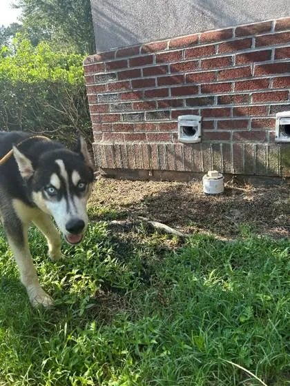 A young medium-sized male Siberian Husky dog named Ernie for adoption in Savannah, GA