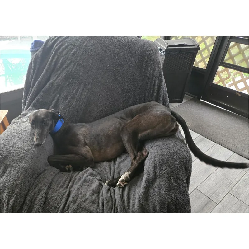 An adult large-sized female Greyhound dog named Sadie The Goat for adoption in Tarpon Springs, FL
