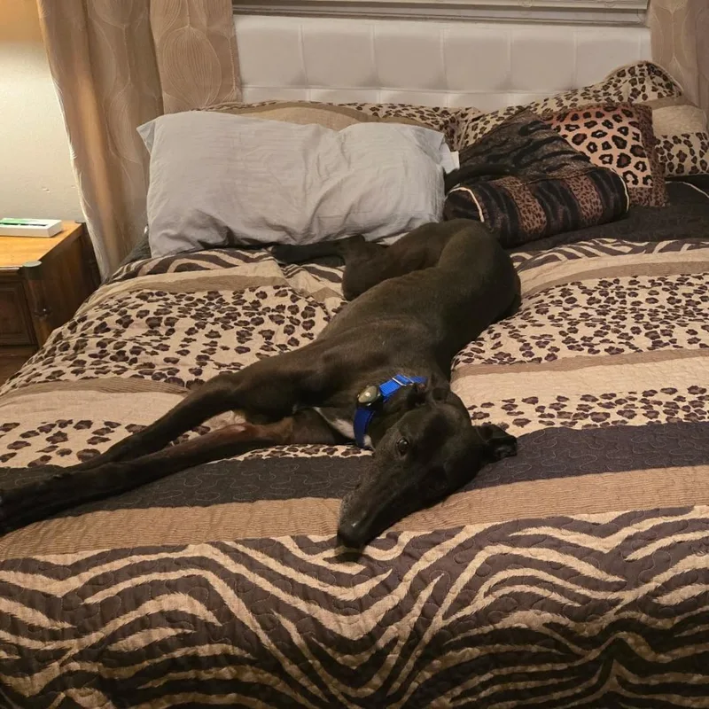 Sadie The Goat thumbnail 5