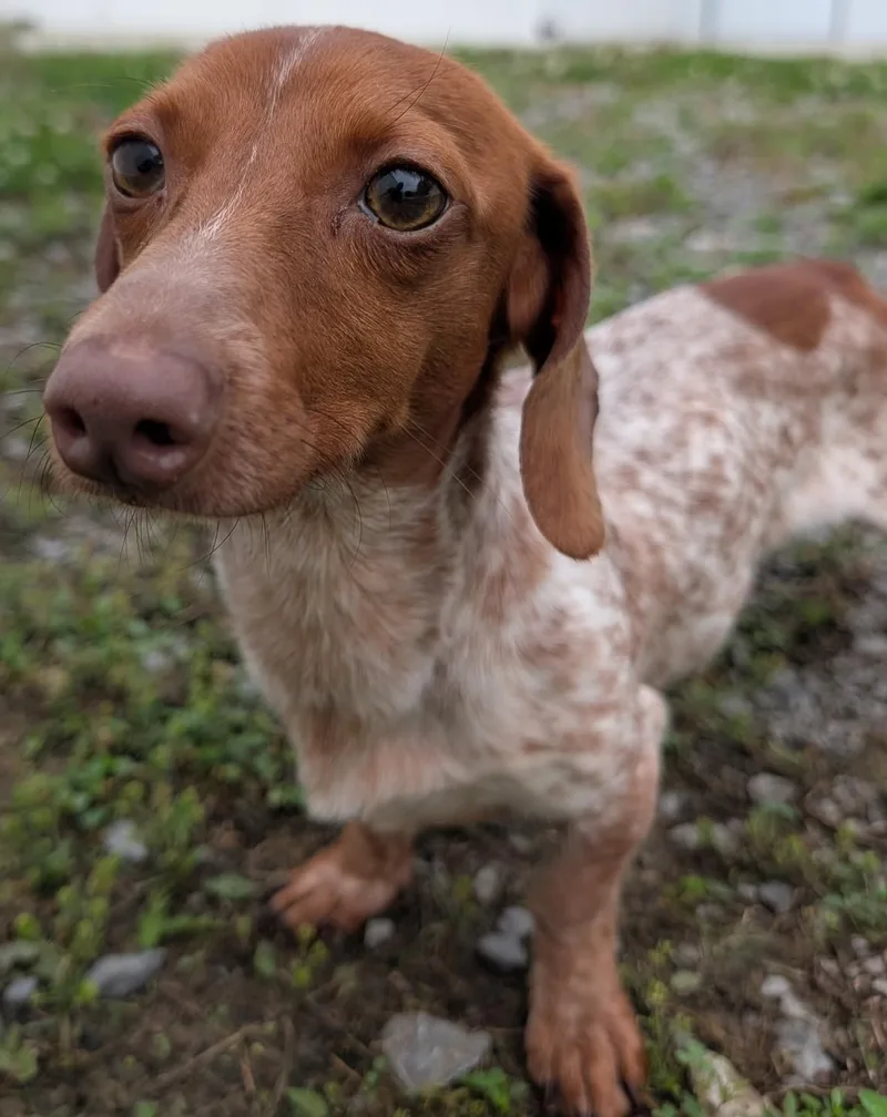 A young small-sized male Red / Chestnut / Orange Dachshund dog named Hank In Wi for adoption in Shelbyville, TN