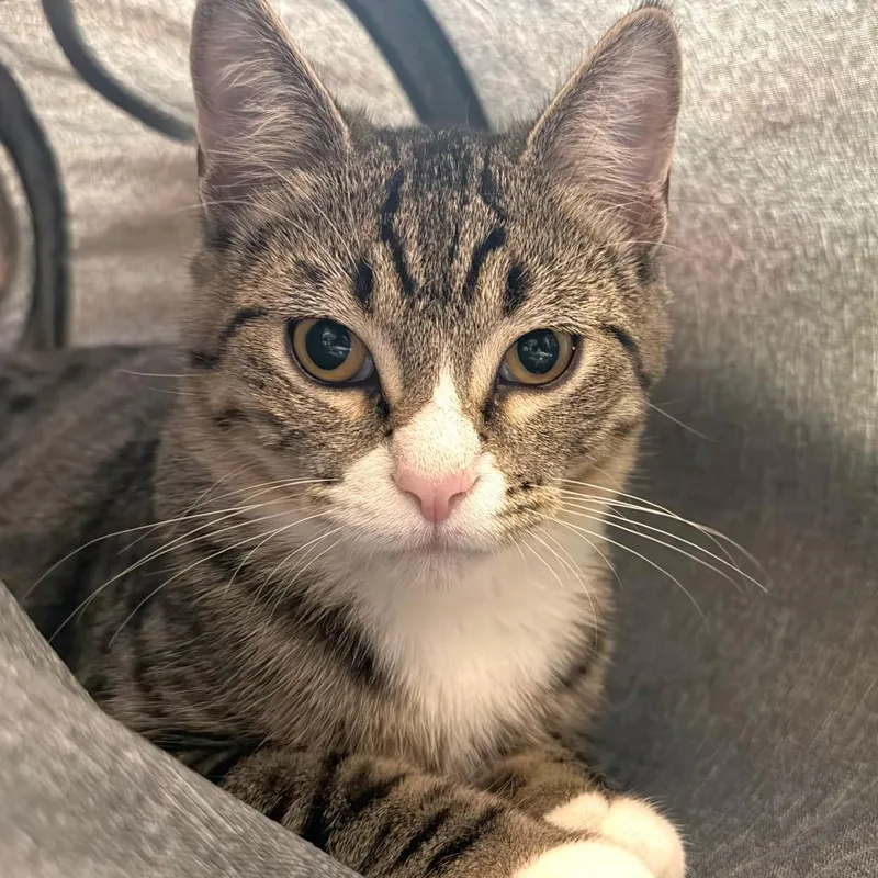 A baby small-sized male Brown / Chocolate Domestic Short Hair cat named Affogato for adoption in Middleton, WI