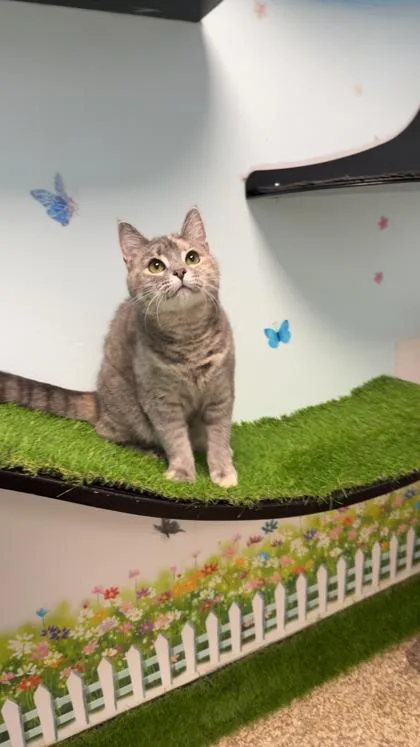 A baby small-sized female Domestic Short Hair cat named Sweetie Pie Husk bonded for adoption in East Brookfield, MA