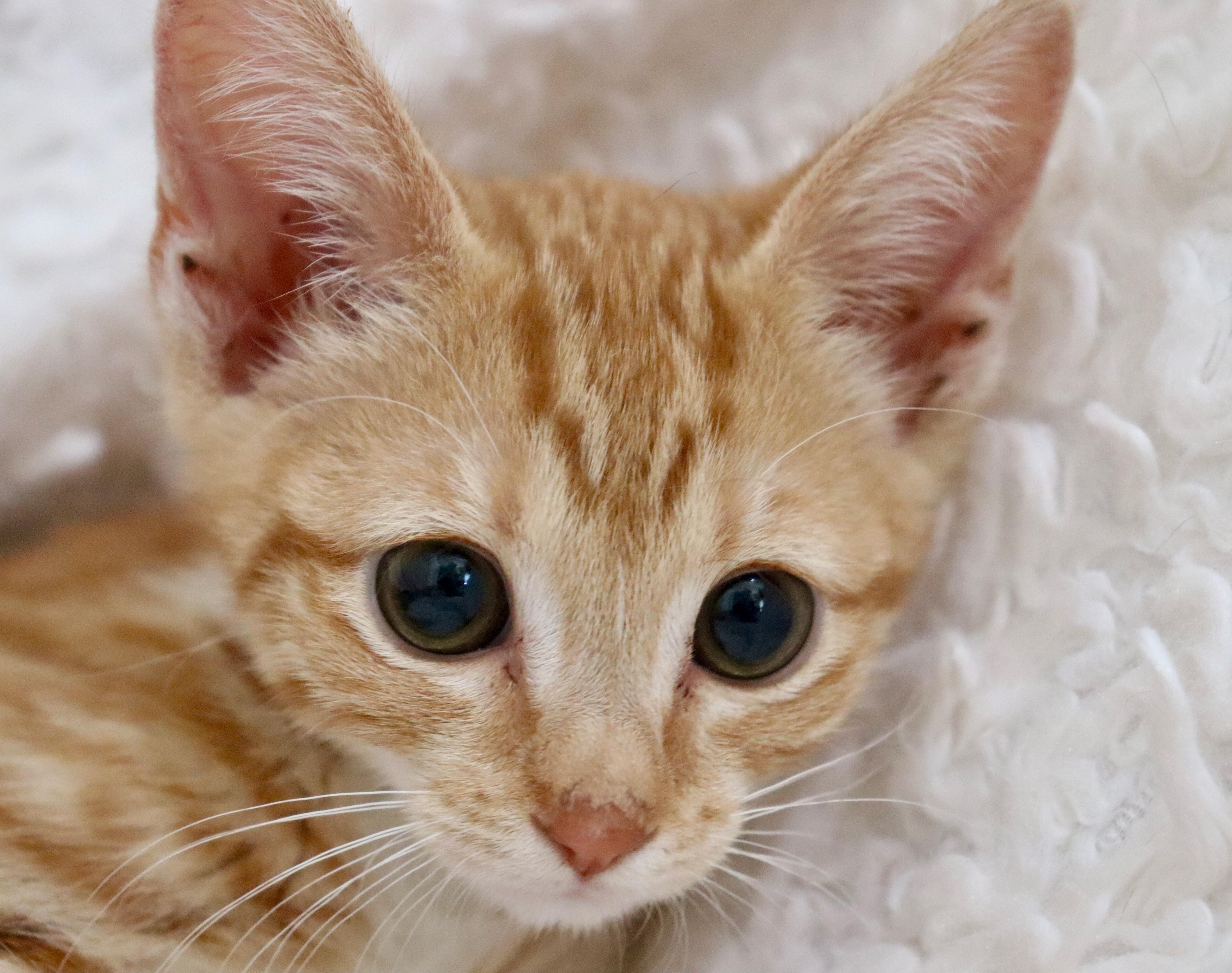 A baby medium-sized female Tabby (Orange / Red) Tabby cat named Rosemary for adoption in Saint Augustine, FL