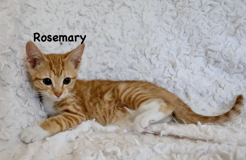 Rosemary thumbnail 5
